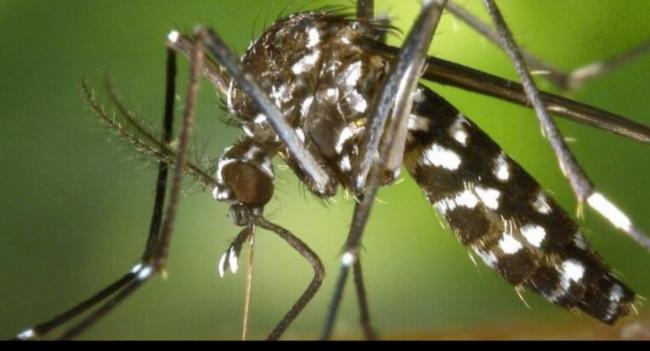 Dengue Surge: Eradication Drive Expanded